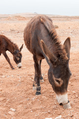 Brown donkey