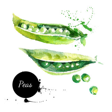 Peas. Hand drawn watercolor painting on white background