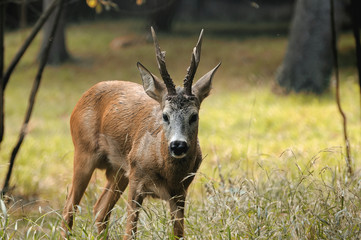 Obraz premium Young deer