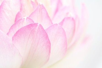 Pétales de lotus
