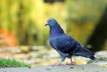 Portrait of a pigeon.