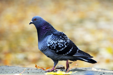Portrait of a pigeon.