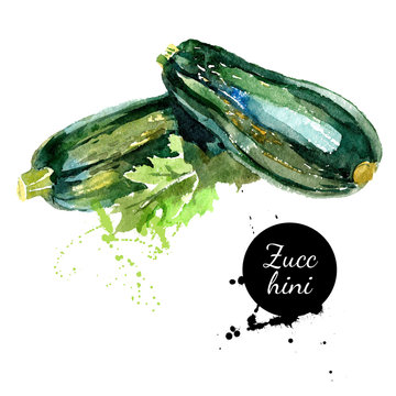 Zucchini. Hand drawn watercolor painting on white background. Ve