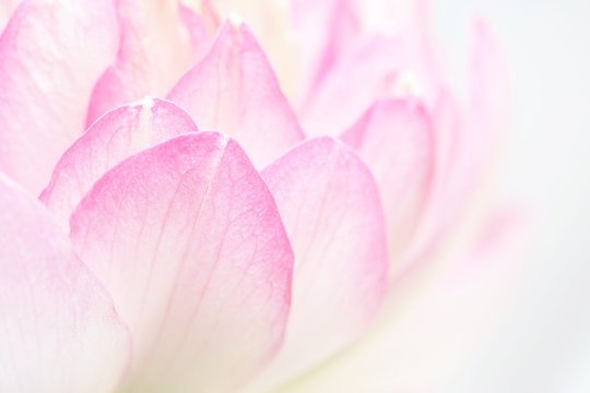 Fototapeta Lotus petals