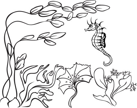 Sketch, underwater, seaweed and sea horse