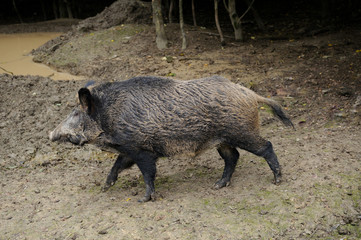 Boar.