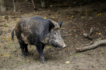 Boar.