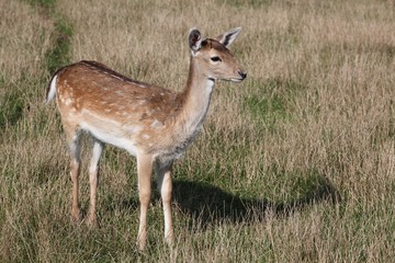 Young fallow deer in nature