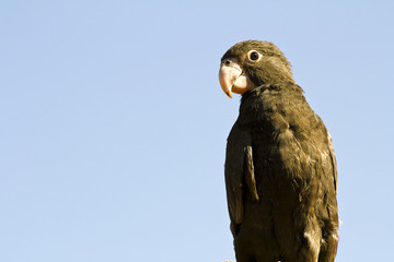 Lesser Vasa Parrot (Coracopsis nigra) feeding on berries at Ifat