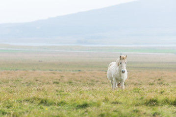Horizontal view of Icelandic horse in the Pasture