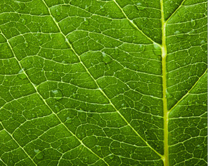 green leaf