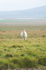 Fototapeta premium Vertical view of Icelandic horse in the Pasture