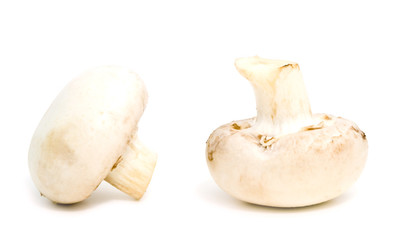 white mushrooms on a white background