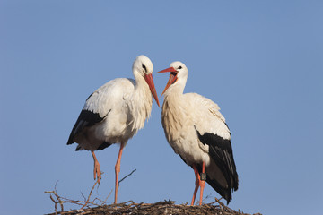 White Storks on their nest