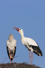 White Storks on their nest