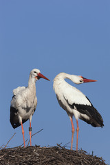White Storks on their nest
