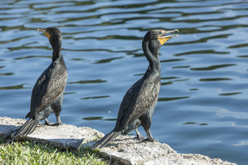 Cormorant, Phalacrocorax carbo, two birds on bank of lake