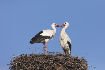 White Storks on their nest