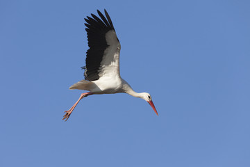 White stork in flight