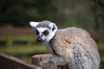 Ring Tailed Lemur