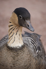 Hawiian Goose