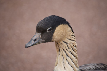 Hawiian Goose