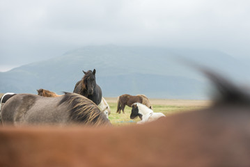 Fototapeta premium Icelandic Wild Horses in the Pasture