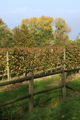 Obraz premium autunno