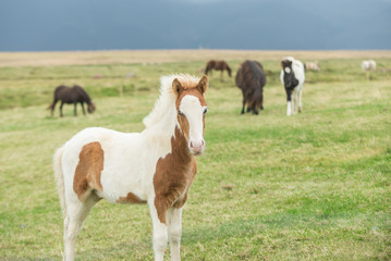 Portrait of Wild Icelandic foal