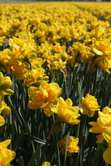 Obraz premium Field of Daffodils
