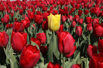 Yellow tulip standing out