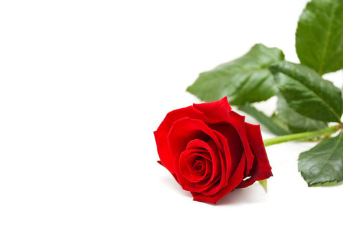 Rose mit Textfreiraum für Valentintstag - Muttertag - Hochzeit