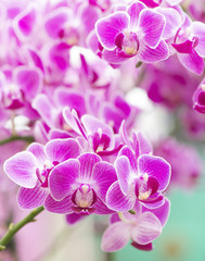 Naklejka na ściany i meble Pink orchid macro closeup in health spa.