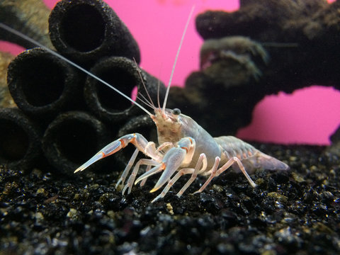 Common Yabby in aggressive stance