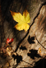 the end of autumn