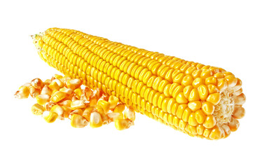 Fresh corn with kernel, isolated on a white background