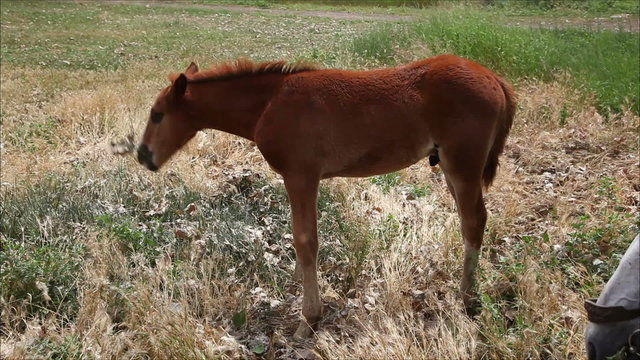 beautiful light brown horse eating grass