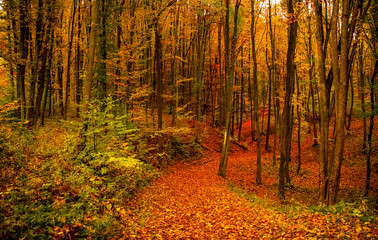 Path through autumn forest