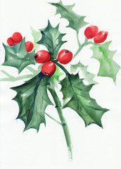 Green holly branch with berries