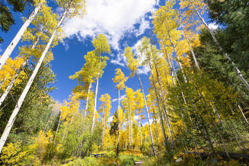 Naklejka premium Aspen Forest in New Mexico