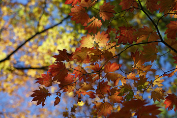 紅葉したカエデ