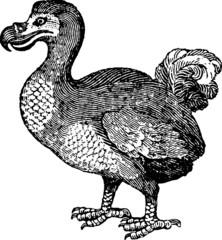 Antique image extinct bird Dodo © unorobus