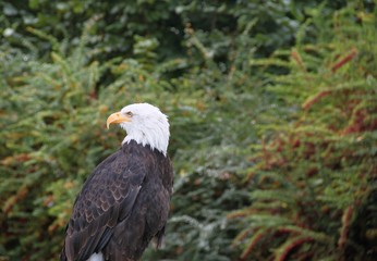 Weißkopfseeadler