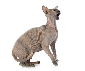 Sphynx Hairless Cat