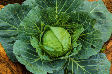 Fototapeta premium Cabbage
