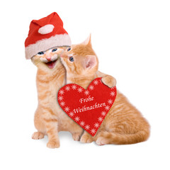 Zwei Katzen mit Weihnachtsmütze,wünschen Frohe Weihnachten isoli