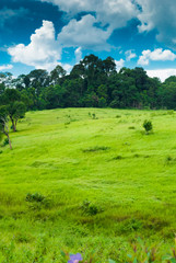Fototapeta premium rains meadow