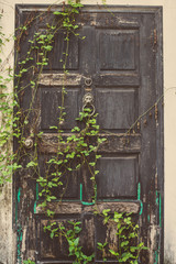 The old vintage wooden door covered with the plant.