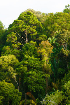 Fototapeta Rainforest canopy