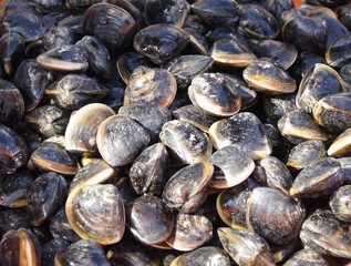 Close up of fresh clams in fish market